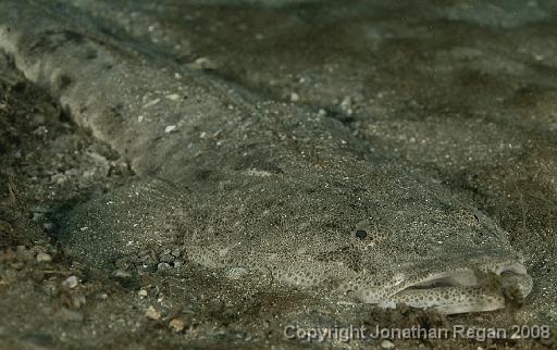 IMG_0861.jpg - Dusky Flathead, Shelly Beach, 1 November, 2008