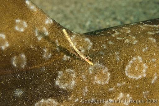 IMG_0873.jpg - Tag on a spotted wobbegong (Phone SIMS), Shelly Beach, 1 November, 2008