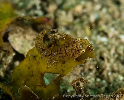 IMG_0883.jpg - Eastern Cleaner Clingfish, Shelly Beach, 1 November, 2008