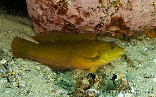 IMG_0913.jpg - Senator Wrasse, Shelly Beach, 1 November, 2008