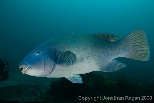 IMG_0922.jpg - Eastern Blue Groper (with Wayne swimming into frame), Shelly Beach, 1 November, 2008
