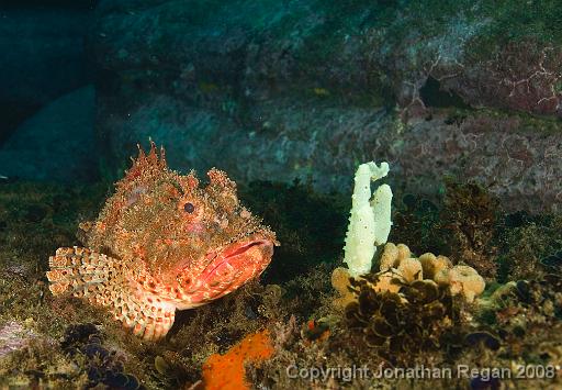 IMG_1009.jpg - Red Rockcod, Shelly Beach, 1 November, 2008