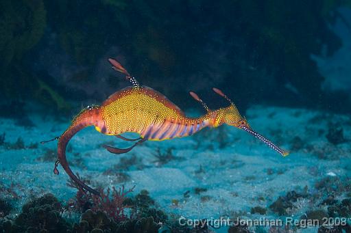 IMG_1015.jpg - Weedy Seadragon, Shelly Beach, 1 November, 2008