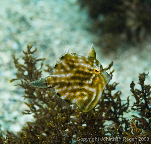 IMG_1048.jpg - Pygmy Leatherjacket, Shelly Beach, 1 November, 2008
