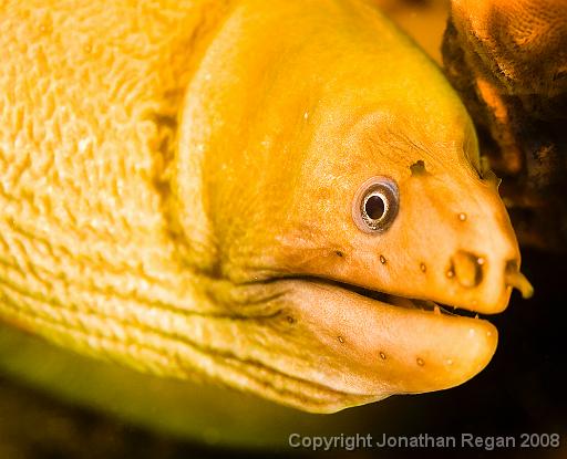 IMG_1053-Edit.jpg - Green Moray Eel, Bare Island, 2 November, 2008