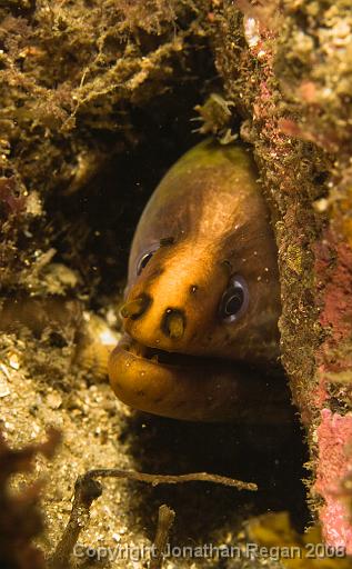 IMG_1070.jpg - Green Moray Eel, Bare Island, 2 November, 2008