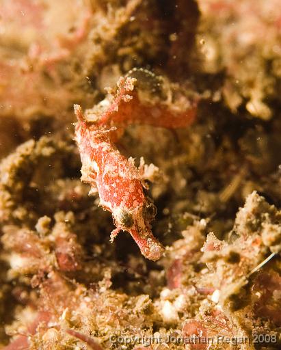 IMG_1079.jpg - Pygmy Pipehorse, Bare Island, 2 November, 2008