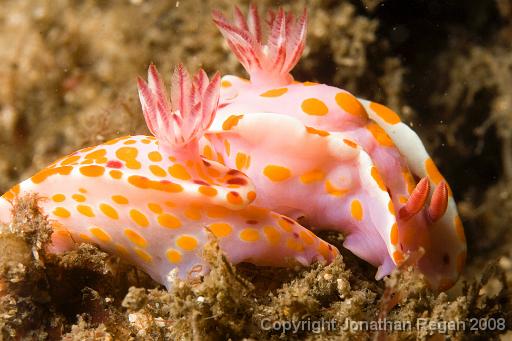 IMG_1105.jpg - Sweet Ceratosoma, Bare Island, 2 November, 2008