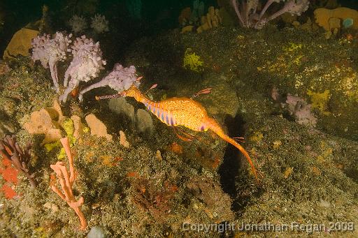 IMG_1112.jpg - Weedy Seadragon, Henry's Head, 2 November, 2008