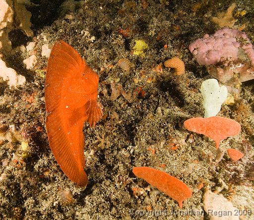IMG_1133.jpg - Red Indianfish (standing upright - swimming), Henry's Head, 2 November, 2008