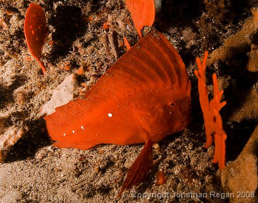 IMG_1144.jpg - Red Indianfish, Henry's Head, 2 November, 2008