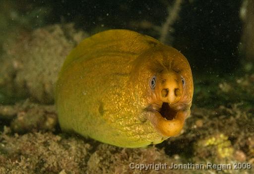 IMG_1280.jpg - Green Moray Eel, Chowder Bay, 9 November, 2008