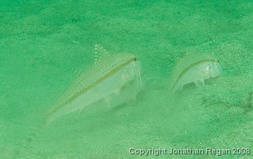 IMG_1304.jpg - Bar-Tail Goatfish, Chowder Bay, 9 November, 2008
