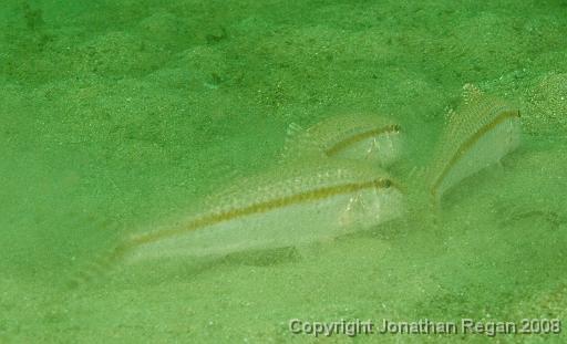 IMG_1305.jpg - Bar-Tail Goatfish, Chowder Bay, 9 November, 2008