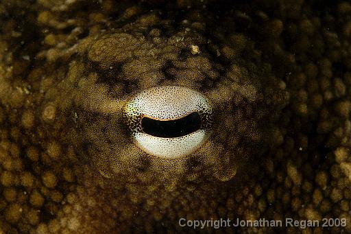 IMG_1472.jpg - Eye of the Sydney Octopus, Chowder Bay, 15 November, 2008