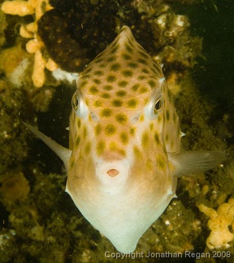 IMG_1998.jpg - Eastern Smooth Boxfish, Chowder Bay, 30 November, 2008