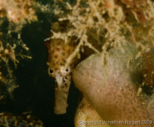 IMG_2030.jpg - Big Belly Seahorse, Chowder Bay, 30 November, 2008