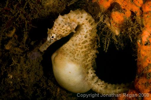 IMG_2038-Edit.jpg - Big Belly Seahorse, Chowder Bay, 30 November, 2008