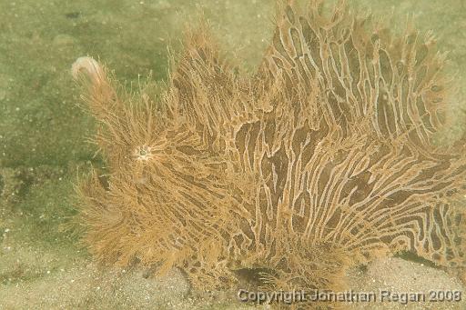 IMG_2060.jpg - Striped Anglerfish, Chowder Bay, 30 November, 2008