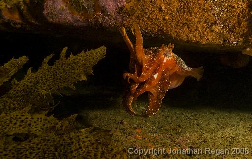 IMG_3443-Edit.jpg - Giant Cuttlefish, 28 December, 2008. Magic Point