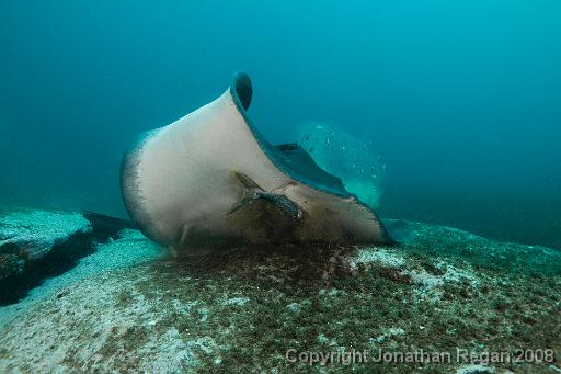 IMG_3454-Edit.jpg - Bull Ray feasting on a fish, 28 December, 2008. Magic Point