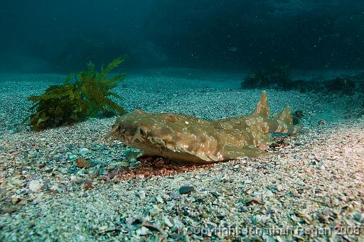 IMG_3471.jpg - Spotted Wobbegong, 28 December, 2008. Another wobby hit me in the back of the head while I was taking this shot.