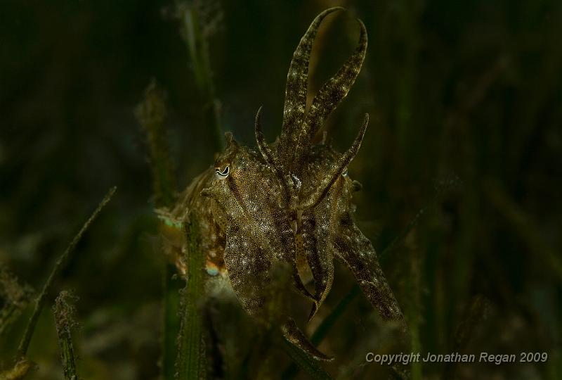 IMG_2546.jpg - Mourning Cuttlefish (Sepia plangon)