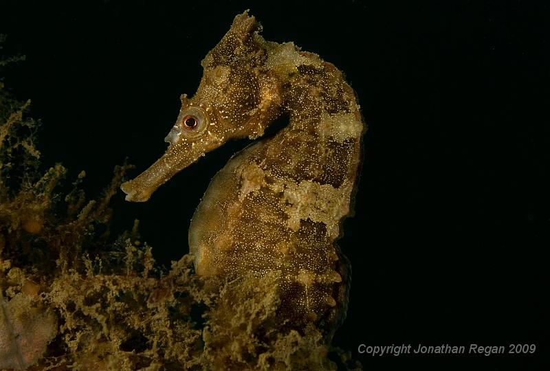 IMG_2564.jpg - White's Seahorse (Hippocampus whitei)
