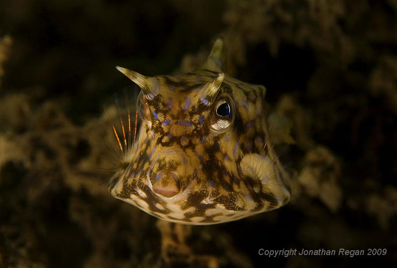 IMG_2571.jpg - Thorny-Back Cowfish (Lactoria fornasini)