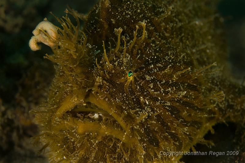 IMG_2626.jpg - Striped Anglerfish (Antennarius striatus)