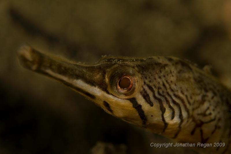 IMG_2689.jpg - Tiger Pipefish (Filicampus tigris)