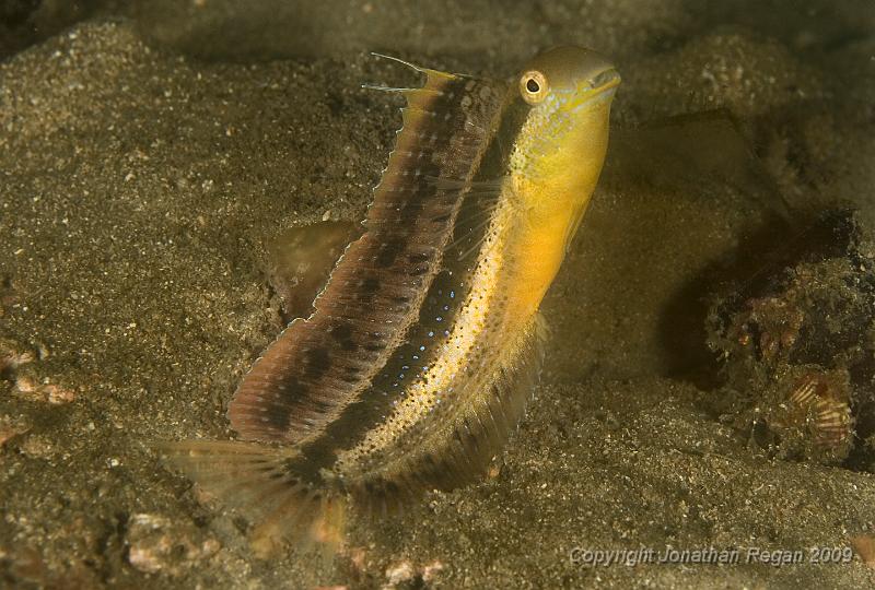 IMG_2707.jpg - Brown sabretooth bleeny (Petroscirtes lupus) - male
