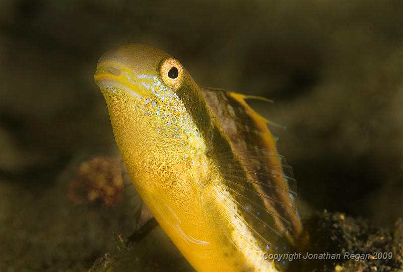 IMG_2712.jpg - Brown sabretooth bleeny (Petroscirtes lupus) - male