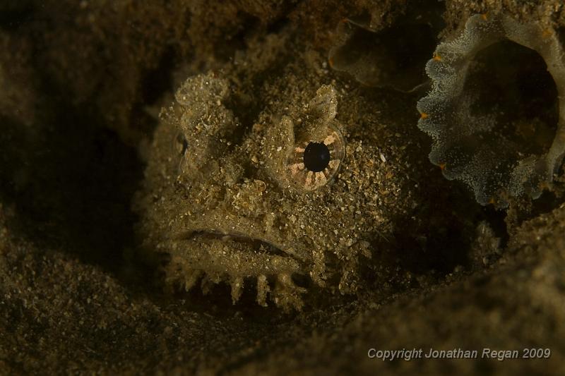 IMG_2738.jpg - Eastern Frogfish (Batrachomoeus dubius)