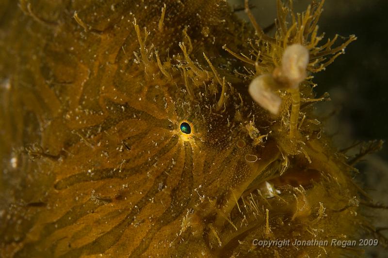 IMG_2771.jpg - Striped Anglerfish (Antennarius striatus)