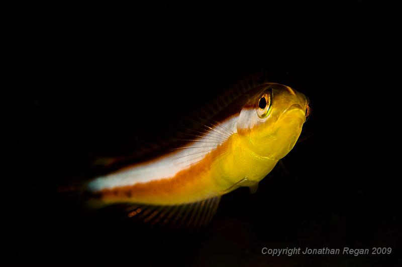 IMG_1257-Edit.jpg - Juvenile Maori Wrasse
