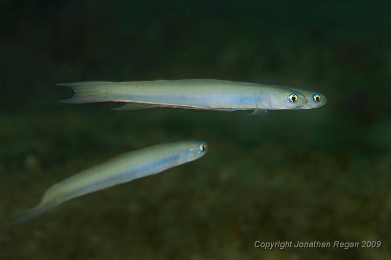 IMG_1291-Edit.jpg - Dart Goby