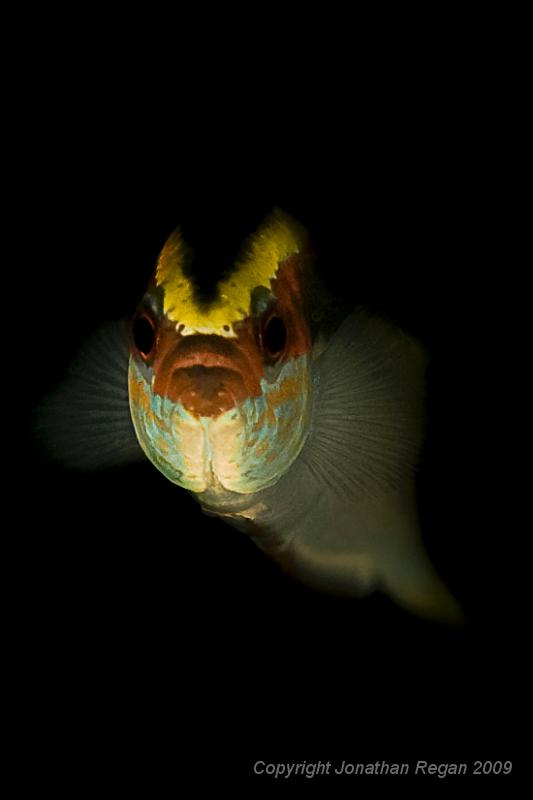 IMG_1381-Edit.jpg - Eastern Hulafish