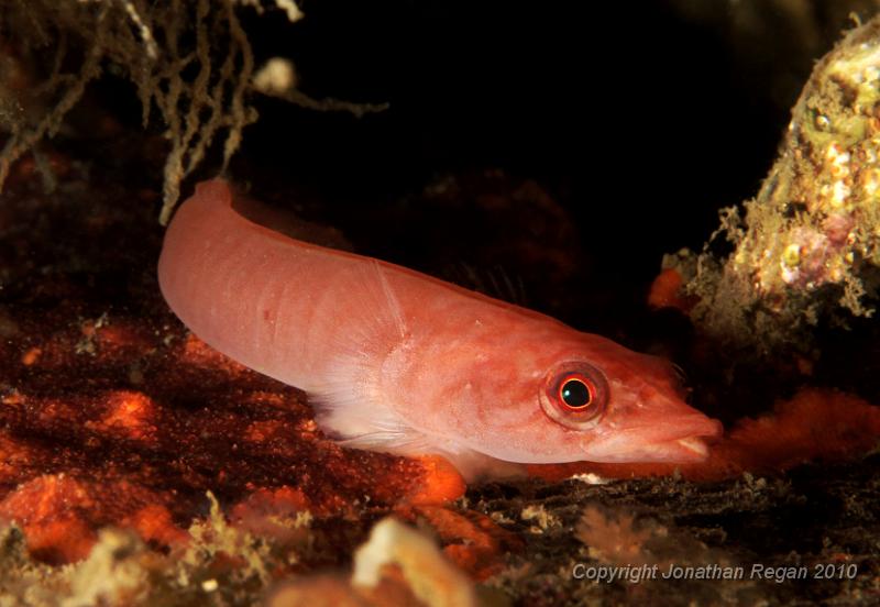 IMG_0514.jpg - Eastern Clingfish (Aspasmogaster costata)