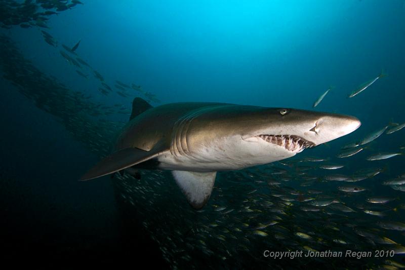 IMG_1270.jpg - Outer Latitude Reef - Grey Nurse Shark - Carcharias taurus