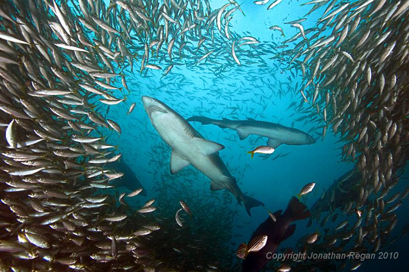 IMG_1282.jpg - Outer Latitude Reef - Grey Nurse Shark (Carcharias taurus)