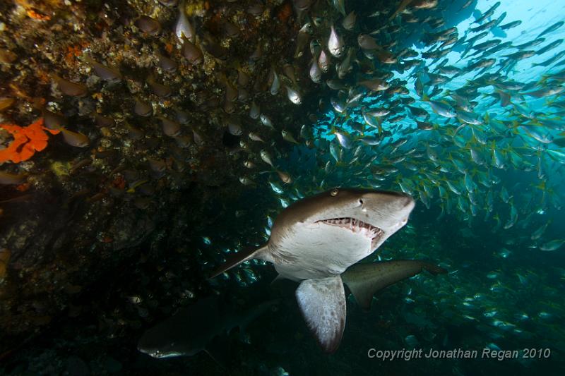 IMG_1369.jpg - Inner Latitude Reef - Grey Nurse Shark - Carcharias taurus