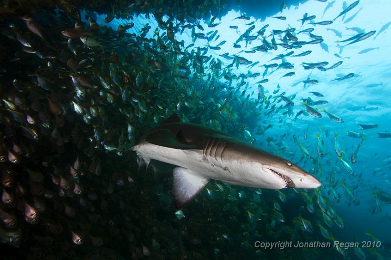 IMG_1381.jpg - Inner Latitude Reef - Grey Nurse Shark - Carcharias taurus