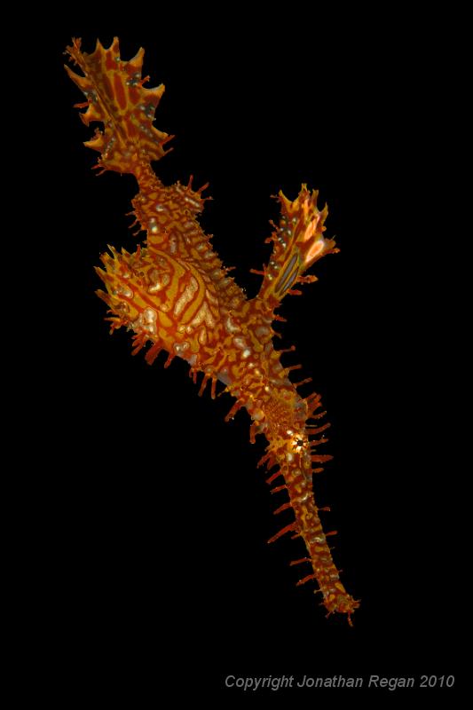 IMG_6926.jpg - Ornate Ghost Pipefish - Solenostomus paradoxus
