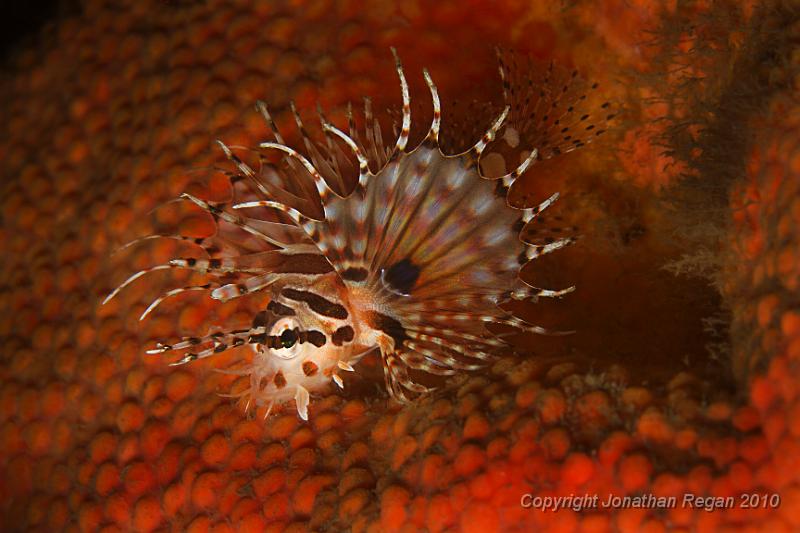 IMG_4023.jpg - Zebra Lionfish - Dendrochirus zebra