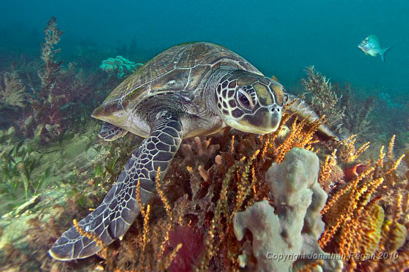 IMG_4618.jpg - Turtle